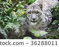[Animal] Snow leopard up (6) 36288011