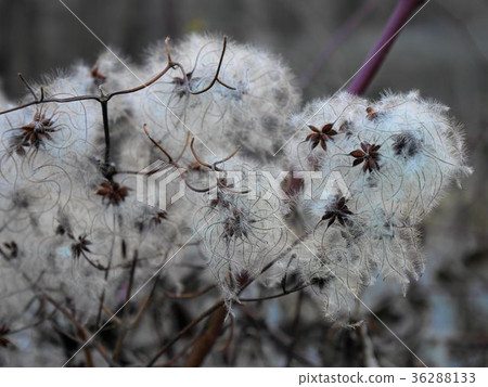 Clematis vitalba Clematis Vitalba Clematis vitalba Clematis Vitalba 36288133