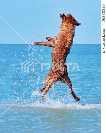 Little Pyrenean Shepherd jumps high from the sea 36288550