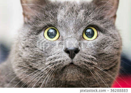 Close-up portrait of gray cat 36288883