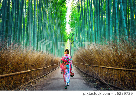 Bamboo Forest. Asian woman wearing japanese traditional kimono a Bamboo Forest. Asian woman wearing japanese traditional kimono a 36289729