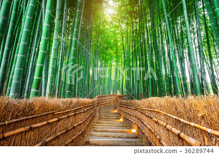 Bamboo Forest in Kyoto, Japan. Bamboo Forest in Kyoto, Japan. 36289744
