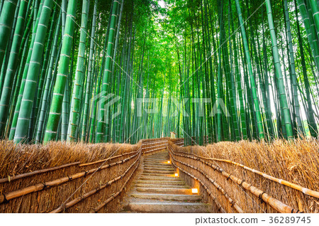 Bamboo Forest in Kyoto, Japan. Bamboo Forest in Kyoto, Japan. 36289745