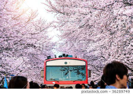 Cherry blossom or Sakura and trian in spring  36289749