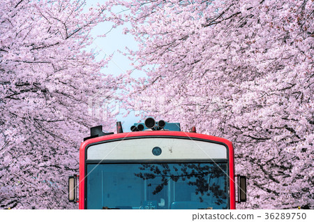 Cherry blossom or Sakura and trian in spring  36289750