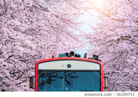 Cherry blossom or Sakura and trian in spring  36289751