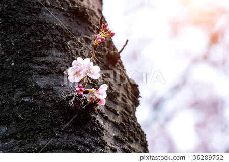 Cherry blossom or sakura in spring. 36289752