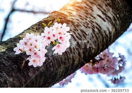 Cherry blossom or sakura in spring. 36289753