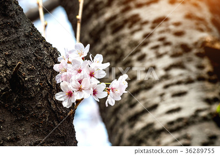 Cherry blossom or sakura in spring. 36289755