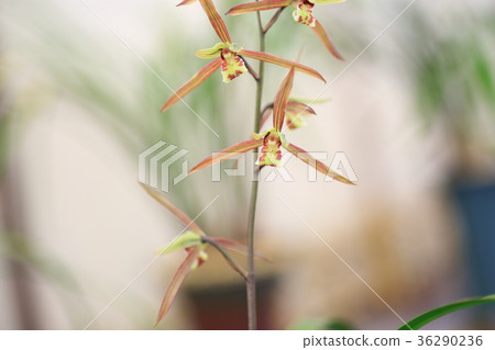 薩蘭花 薩蘭花 36290236