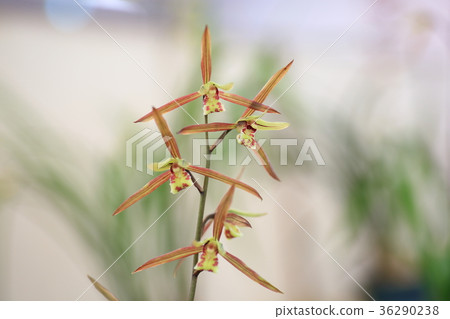 薩蘭花 薩蘭花 36290238