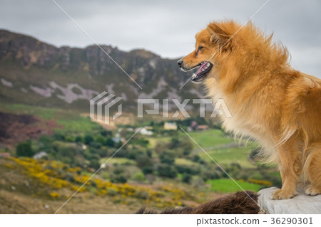Cute brown dog and rural landscape Cute brown dog and rural landscape 36290301