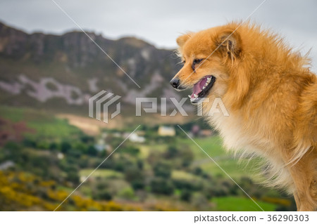 Cute brown dog and rural landscape Cute brown dog and rural landscape 36290303