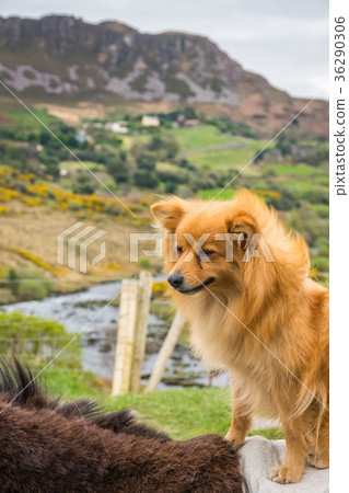 Cute brown dog and rural landscape Cute brown dog and rural landscape 36290306