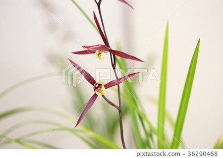 Salan flowers Salan flowers 36290468