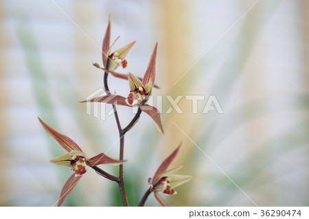 薩蘭花 薩蘭花 36290474