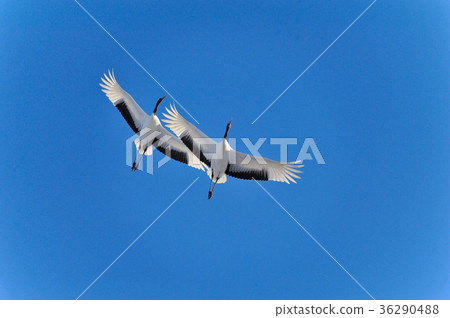 晴朗的天氣飛行 晴朗的天氣飛行 36290488