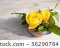 Yellow rose 36290784
