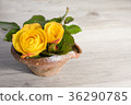 Yellow rose 36290785