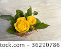 Yellow rose 36290786