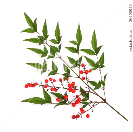 Southern Southern 36290939