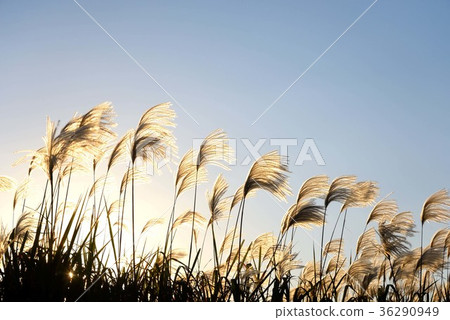 West sun and the white spikelet 36290949