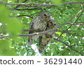 Ezo Owl 36291440