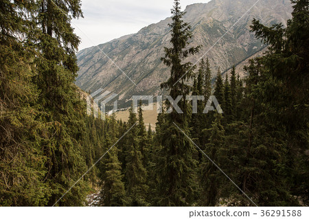 Kyrgyzstan. Gorge Barskoon. 36291588
