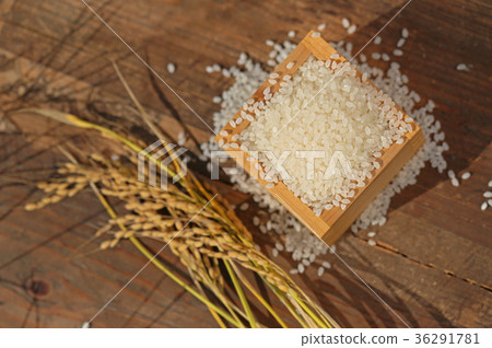 米飯和米飯 36291781