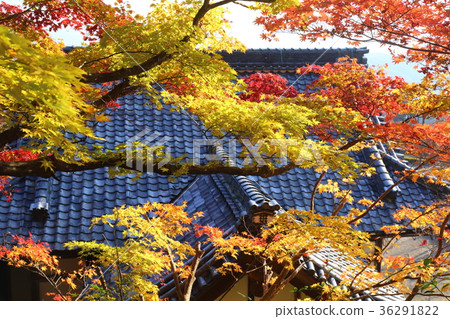 Zen-ji Temple in Kyoto Autumn 36291822