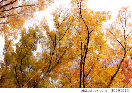 Trees in the park that will receive winter (3) 36291913