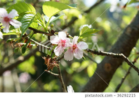櫻花 櫻花 36292215