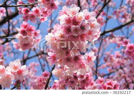 Cherry blossoms  36292217