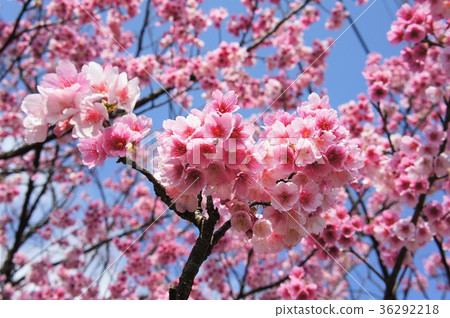 Cherry blossoms  36292218