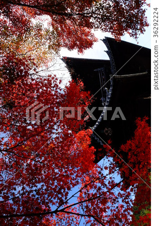 Autumn leaves of Nanzenji 36292224