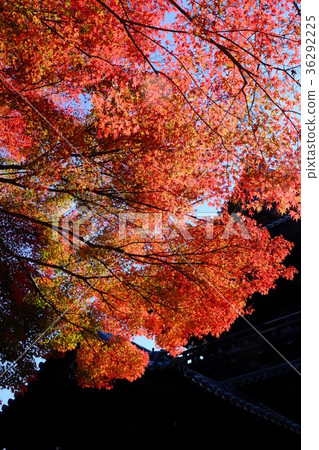 Autumn leaves of Nanzenji 36292225