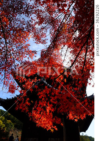Autumn leaves of Nanzenji 36292226