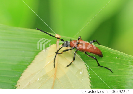 Kanakiri Akahana 36292265