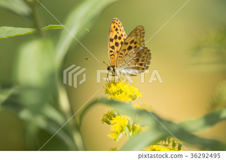 Ura Gin Sui Hyoumon Ura Gin Sui Hyoumon 36292495