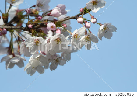 Cherry blossoms closeup 36293030