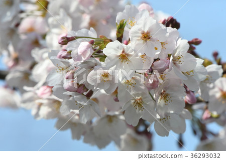 櫻花特寫 36293032