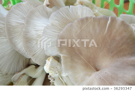 oyster mushroom in basket 36293347
