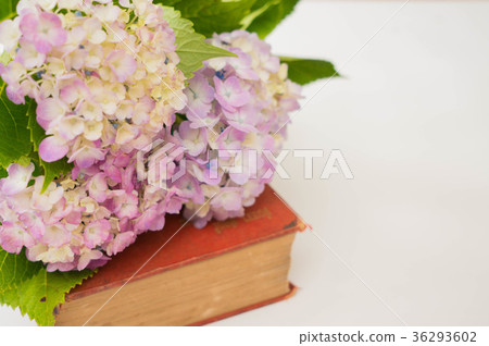 Ajisai and Books Ajisai and Books 36293602