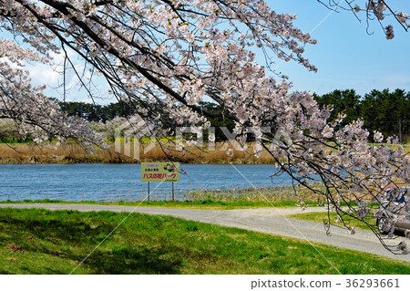櫻花在池塘在Ogata村莊南部停放在春天 櫻花在池塘在Ogata村莊南部停放在春天 36293661