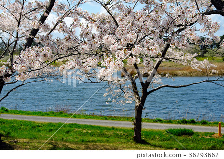 櫻花在池塘在Ogata村莊南部停放在春天 36293662