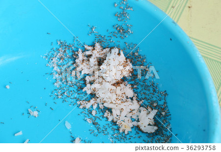 red ants feeding and carry rice to nest on bowl red ants feeding and carry rice to nest on bowl 36293758