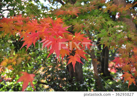 Saruhashi秋葉 36293827