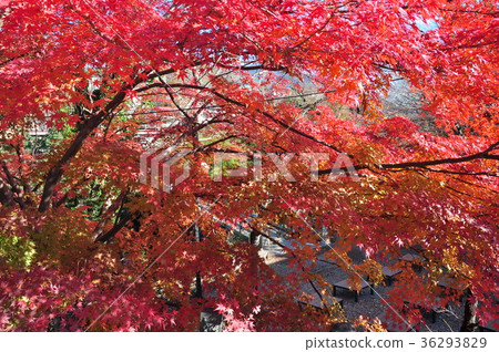 Saruhashi秋葉 36293829