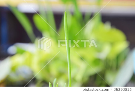 spring onion grow up in park spring onion grow up in park 36293835
