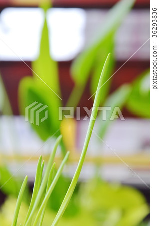 spring onion grow up in park 36293836